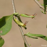 Taxillus cuneatus (B.Heyne) Danser